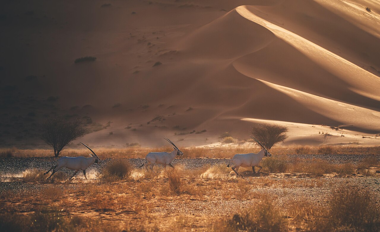 Leaders of public diplomacy. Arab world